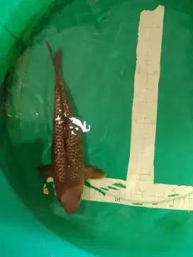 Ikan koi jenis Karamel Ginrin 34cm female