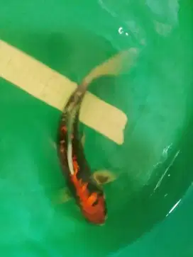 Ikan koi jenis Beni Kumonryu 33cm