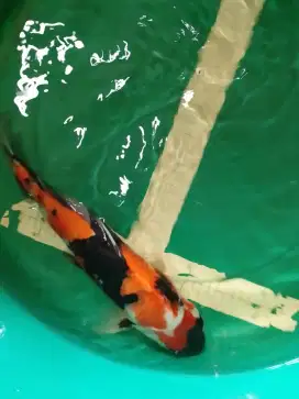 Ikan koi jenis Showa import sertifikat Suda 41cm