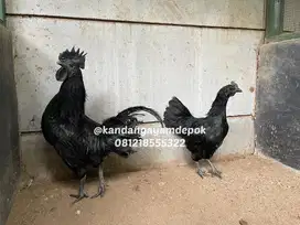 Ayam cemani sepasang LA