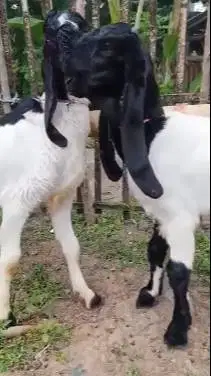 paketan 4 ekor bakalan kambing etawa kaligesing 6bln 1 jantan 3 betina