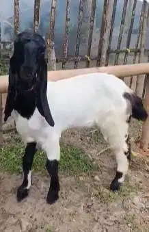 4 ekor bakalan kambing etawa kaligesing 6 bulanan 1 jantan 3 betina ok