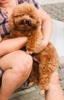 Toy Poodle Jantan Vaksin Lengkap Stambum