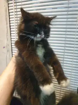 Kucing persia tuxedo