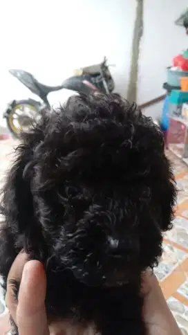 Tiny Poodle Female Betina Vaksin 2.5  bulan
