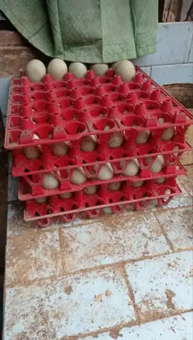 Telur Bebek Mentah