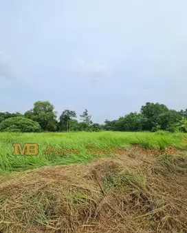 Tanah Murah Cocok Untuk Cluster, Sekolah DLL di Cisauk Tangerang
