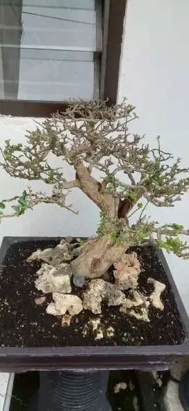 Tanaman Bonsai sudah jadi