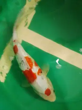 Ikan koi jenis Kindai Showa Ginrin 39cm