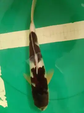 Ikan koi jenis Budo Goromo 34cm