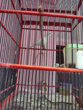 Perkutut albino mata merah
