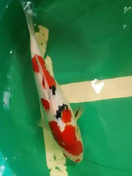 Ikan koi jenis SANKE 40cm HQ
