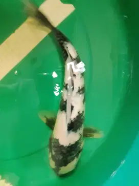 Ikan koi jenis SHIRO 40cm
