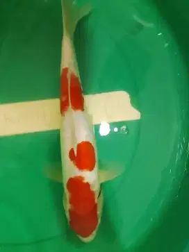 Ikan koi jenis Kohaku Doitsu 38cm