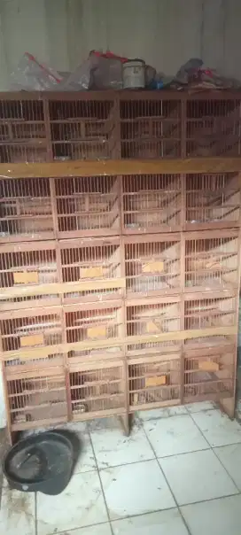 kandang kotak sekat nego