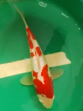 Ikan koi jenis Kohaku Ginrin 40cm
