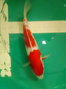 Ikan koi jenis Kohaku 34cm warna red