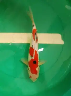Ikan koi jenis Sanke 35cm