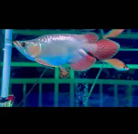 Arwana Super Red SB Short King -+22-24CM