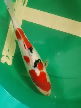 Ikan koi jenis SANKE 40cm HQ