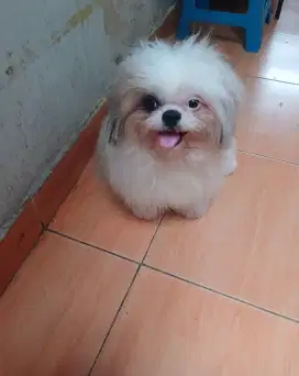 Anjing shihtzu jantan stmb vaksin