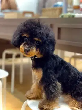 Anak anjing toy poodle pure / dog puppy poodle termurah