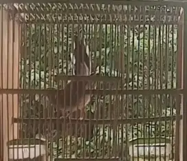 Perkutut Lokal Alam Ngowar