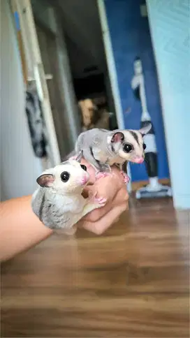 Sugar glider mix classic grey x mozaic het leu
