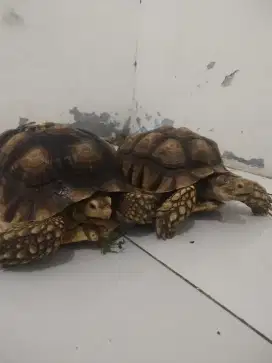 Sulcata sepasang uk.30cm