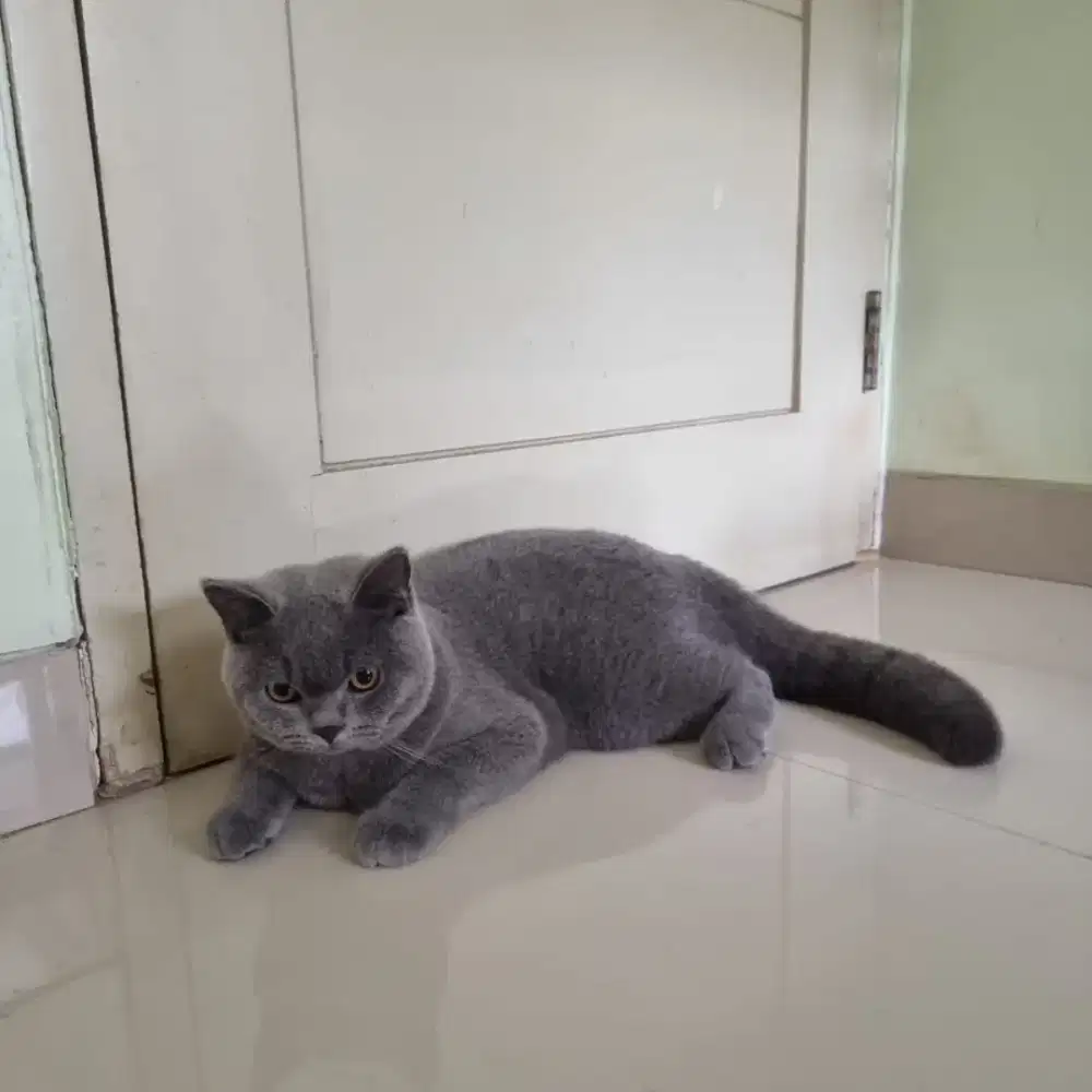 British Shorthair (BSH)