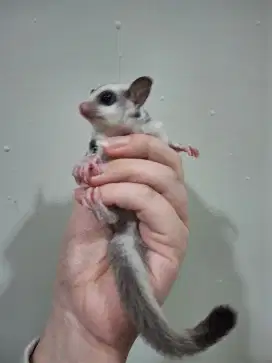 SUGAR GLIDER PLATINUM JANTAN 1.5 BULAN