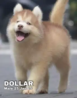 Husky longhair jantan •DOLLAR•