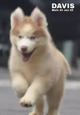 Husky longhair jantan •DAVIS•