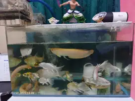 Jual ikan dan aksesorisnya lengkap