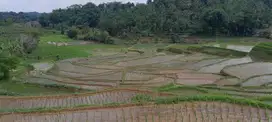 dijual lahan sawah 4785 meter  SHM