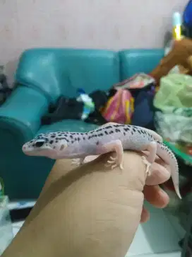 Gecko Eclipse 4,5bln-an male warna cerah putih gradasi merah biru