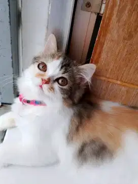 Lepas adop flatnose bigbone warna calico usia 5bulan betina