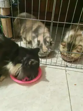 Kucing Persia Anggora Surabaya Peak nose