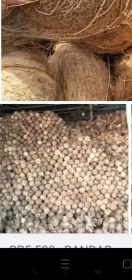 Kelapa bagus di jual 8000 ribu perbuah