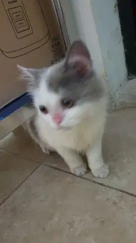 Kitten persia Blue white
