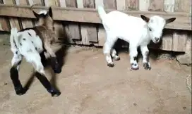 sepasang anakan kambing pygmi original FB Full Blood 3-4 bulanan mini