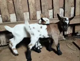 sepasang anakan kambing pygmi original FB Full Blood 3-4 bulanan mini