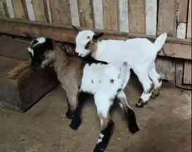 sepasang anakan kambing mini pygmi asli ori FB 3-4 bulanan TB 30cm top