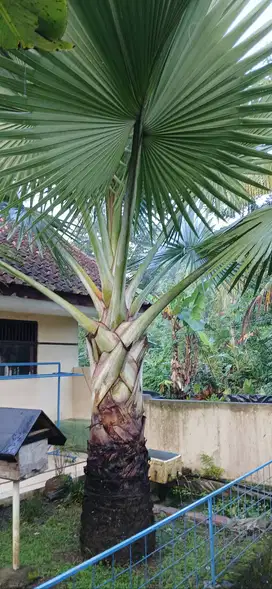 Dijual Pohon Palem Bismarckia Besar – Tinggi 4-5 Meter, Subur & Kokoh