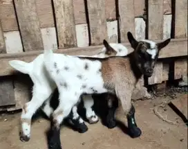 sepasang anakan kambing mini pygmi asli original 3-4 bulanan  FB unik