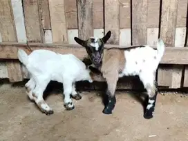 sepasang anakan kambing mini pygmi asli original 3-4 bulanan  FB unik