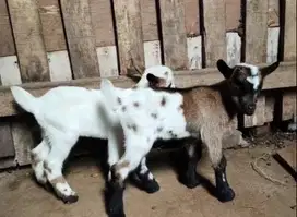 sepasang anakan kambing mini pygmi 3-4 bulan original FB siap koleksi