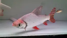 ikan RFF jumbo size 16-17cm