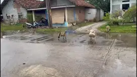 Sewa Gudang di Ciangir, Legok, Tangerang - Banten