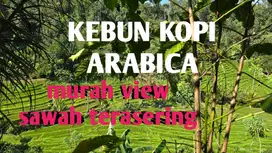 DIJUAL KEBUN KOPI DENGAN VIEW SAWAH DI TABANAN BALI